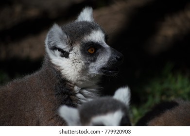 Scared Lemur Profile.