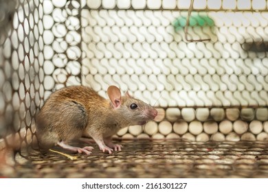 Scared Little Mouse Mouse Getting Caught Stock Photo 2161301227 ...