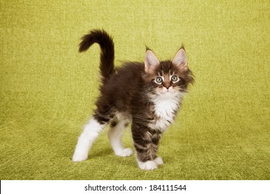 Scared looking kitten with raised hair, arched back and curled tail on green background