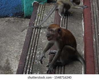 Scared Monkey Face In Kuala Lumpur