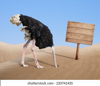 scared ostrich burying head in sand near standing blank wooden signboard