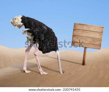 scared ostrich burying head in sand near standing blank wooden signboard
