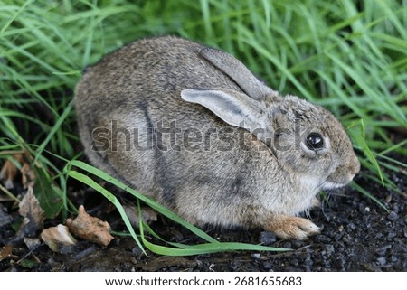 Scared rabbit crouching down on the side of a road