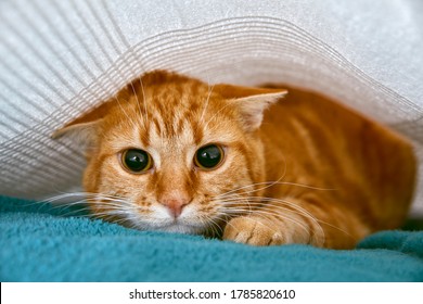 
scared red tabby cat hiding under a bed sheet - Powered by Shutterstock