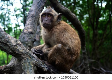 Scared And Sad Monkey Macaca 