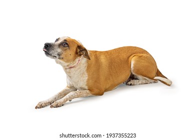 犬 怖がる の画像 写真素材 ベクター画像 Shutterstock