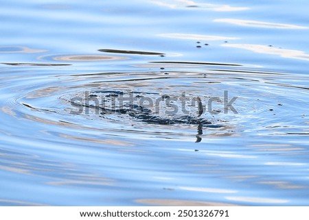 
scared small fish escaping from an attacking predator by jumping out of the water