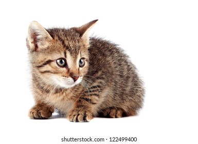 14,538 Scared kitten Images, Stock Photos & Vectors | Shutterstock