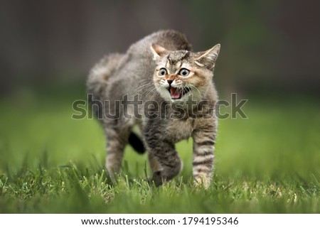 scared tabby kitten hissing outdoors, close up 