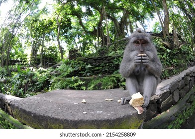 Scared Temple Monkey Enjoying A Moment