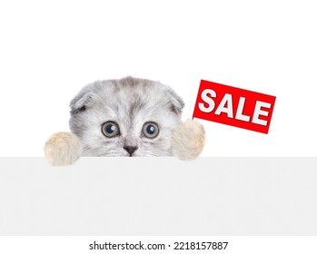 Scared Tiny Kitten Looks Above Empty White Banner And Shows Signboard With Labeled 