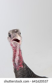 Scared Turkey Looking At The Camera