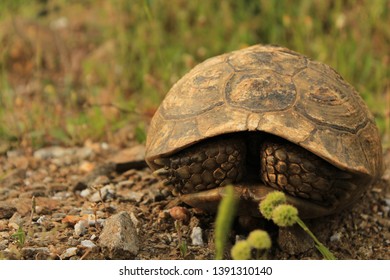 554 Scared turtle Images, Stock Photos & Vectors | Shutterstock