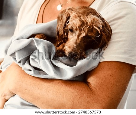 Scared wet curly brown Cockapoo dog with sad puppy eyes looking up after bath next to white door and towel indoors
