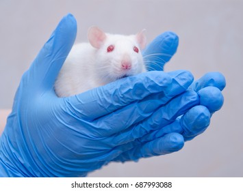 Scared white laboratory rat in the hands of a researcher in a lab (against a gray background)