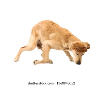 Scared Young Golden Retriever Puppy Dog Running Away Against A White Background