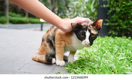 The Scaredy Cat
