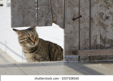 scaredy cat hiding