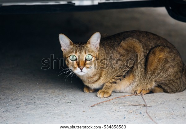 scaredy-cat cat lying under the\
car