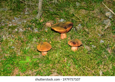 Scarlatina Bolete Or Red Foot Bolete Or Dotted Stemmed Bolete Or Dotted Stem Bolete
