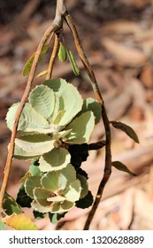 Scarlet Banksia (Banksia Coccinea) Leaves