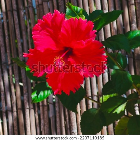 Scarlet Blooming China Rose. Red Chinese hibiscus and Fence as a background. Israeli Flowers. Selective Focus
