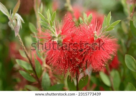 Scarlet bottlebrush flowers - Latin name - Callistemon laevis 