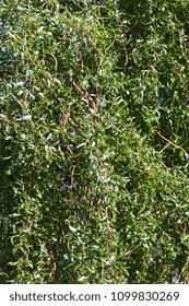 Scarlet Curl Corkscrew Willow (Salix X Matsudana Scarcuzam). Known As Hankow Willow And Peking Willow Also.