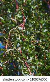 Scarlet Curl Corkscrew Willow (Salix X Matsudana Scarcuzam). Known As Hankow Willow And Peking Willow Also.