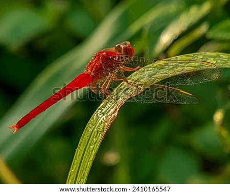The scarlet dragonfly (Crocothemis erythraea) is a species of dragonfly in the family Libellulidae. Its common names include broad scarlet, common scarlet-darter, and scarlet darter.