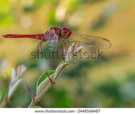 The scarlet dragonfly (Crocothemis erythraea) is a species of dragonfly in the family Libellulidae. Its common names include broad scarlet, common scarlet-darter, and scarlet darter.