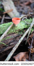 Scarlet Elf Cup Fungus (Sarcoscypha Coccinea)