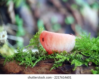 Scarlet Elf Cup Macro Red Mushroom Fungus