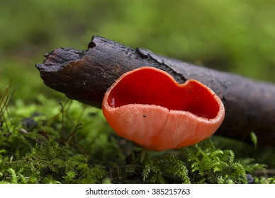 Scarlet Elf Cup. Sarcoscypha Coccinea Fungus