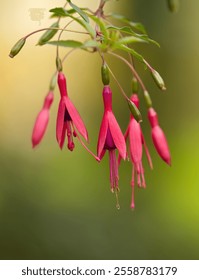 Vertical color fucsia escarlata