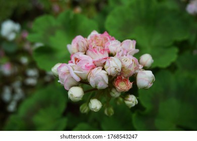 Scarlet Geranium (Pelargonium inquinans) in the flower garden. malva. pink flowers. Selective focus.