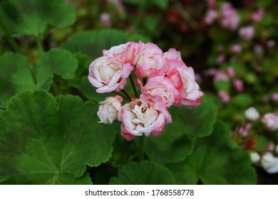 Scarlet Geranium(Pelargonium inquinans) in the flower garden. malva. pink flowers. Selective focus.