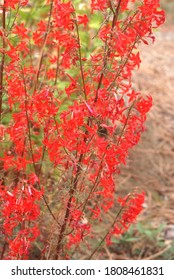 Scarlet Gilia - Ipomopsis Aggregata