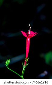 Scarlet Gilia (Ipomopsis Aggregata)