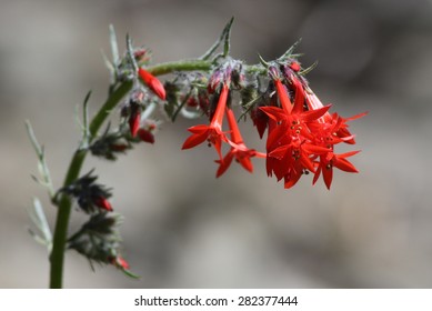 Scarlet Gilia Or Skyrocket (Ipomopsis Aggregata)