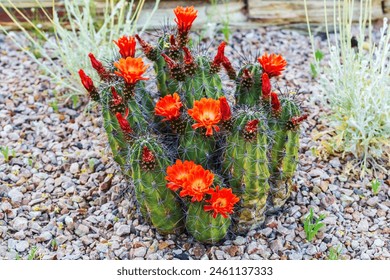 Scarlet Hedgehog Cactus in Bloom in Garden. Red flowers blooming on hedgehog cactus in rocky garden landscape. Kingcup or claretcup cactus Echinocereus coccineus  - Powered by Shutterstock