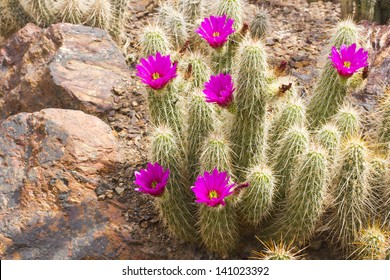 Scarlet Hedgehog cactus blooming; Botanical Garden, Phoenix, AZ