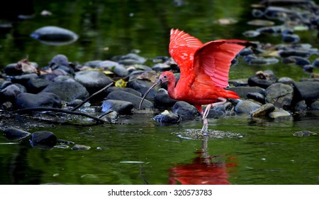 Scarlet Ibis