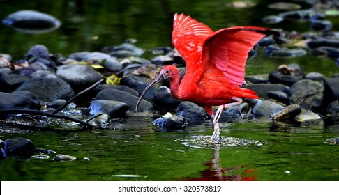 Scarlet Ibis