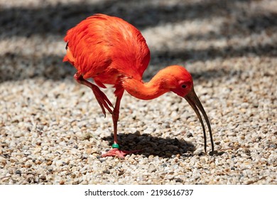 Scarlet ibis. Bird and birds. Water world and fauna. Wildlife and zoology. Nature and animal photography. - Shutterstock ID 2193616737