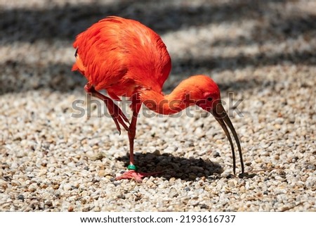 Scarlet ibis. Bird and birds. Water world and fauna. Wildlife and zoology. Nature and animal photography.