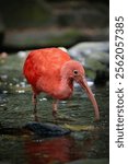 Scarlet ibis,
Camera lens 55-250mm