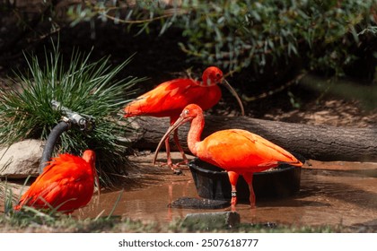 Scarlet Ibis Drinking Water From a Shallow Pond - Powered by Shutterstock