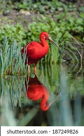 Scarlet Ibis, Eudocimus Ruber