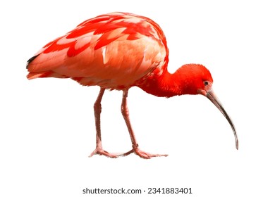 A scarlet ibis, (Eudocimus ruber) on the foraging 
 - Powered by Shutterstock